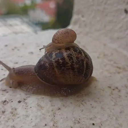 Séjour chez l'habitant Promenade Des Anglais