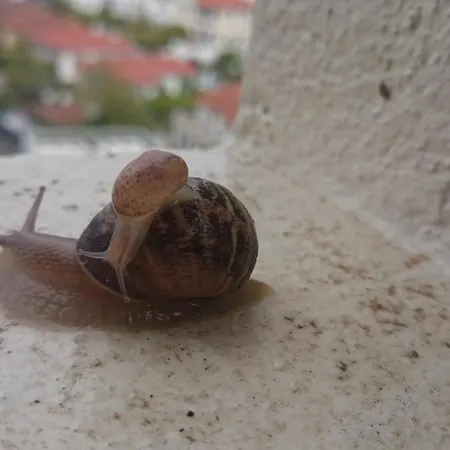 Promenade Des Anglais Séjour chez l'habitant